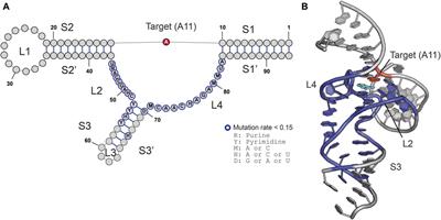High-throughput mutational analysis of a methyltransferase ribozyme